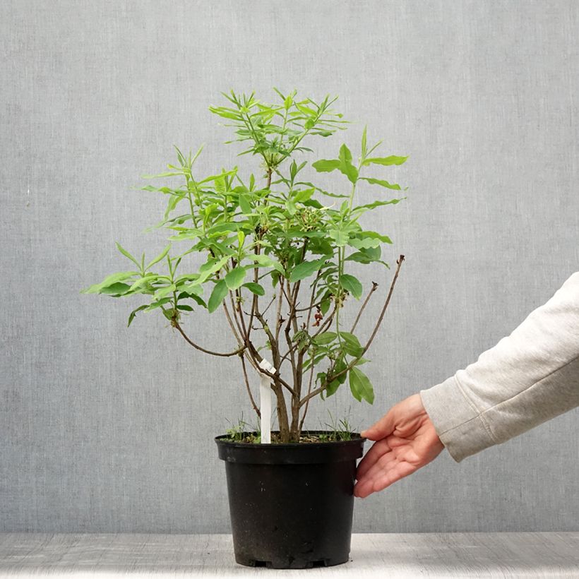 Exemplaar van Rhododendron mollis Demoiselles de Boutiguery Kassia - Bladverliezende Azalea Pot van 4 l/5 l zoals geleverd in de zomer