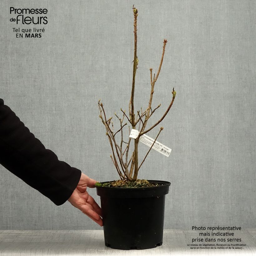 Exemplaar van Rhododendron mollis Demoiselles de Boutiguery Kassia - Bladverliezende Azalea Pot van 4 l/5 l zoals geleverd in de lente