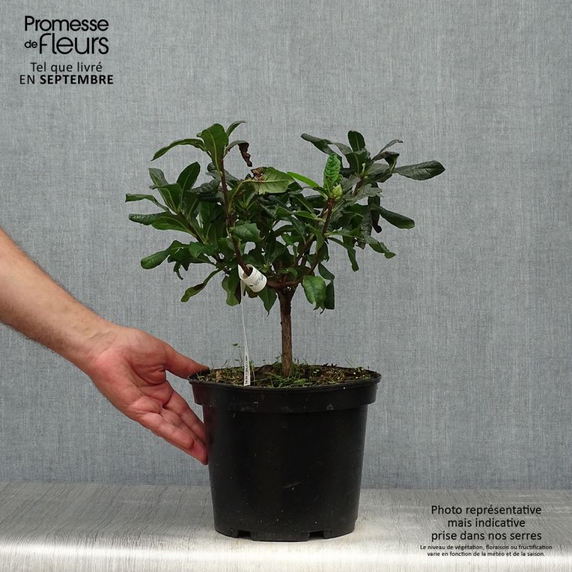 Exemplaar van Rhododendron mollis Demoiselles de Boutiguery Nella - Azalea mollis Pot van 4 l/5 l zoals geleverd in de herfst