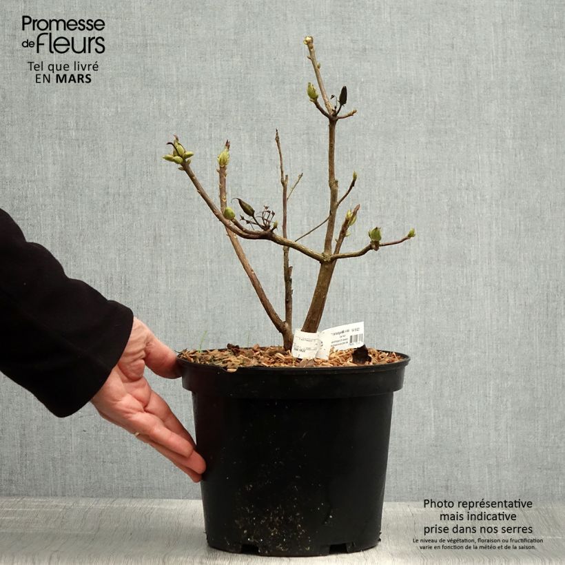 Exemplaar van Rhododendron mollis Demoiselles de Boutiguery Nella - Azalea mollis Pot van 4 l/5 l zoals geleverd in de lente