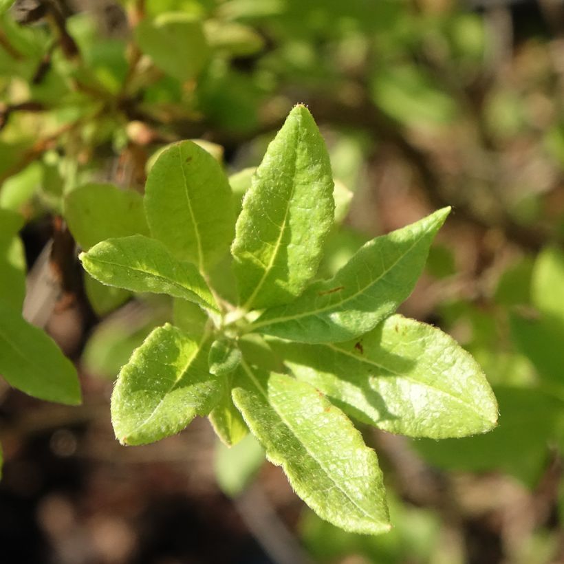 Rhododendron Fraseri - Azalea mollis (Blad)