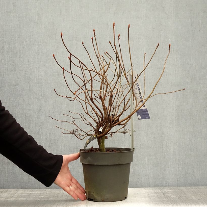 Exemplaar van Rhododendron Fraseri - Azalea mollis Pot van 4 l/5 l zoals geleverd in de herfst