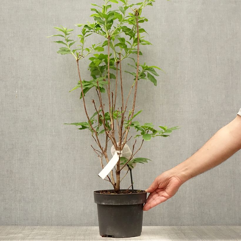 Exemplaar van Rhododendron knaphill Homebush - Azalea mollis Pot van 4 l/5 l zoals geleverd in de zomer