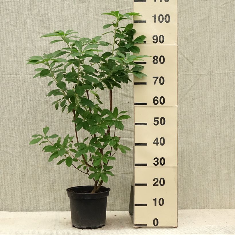 Exemplaar van Rhododendron viscosum Jolie Madame - Azalea mollis Pot van 3 l/4 l zoals geleverd in de zomer