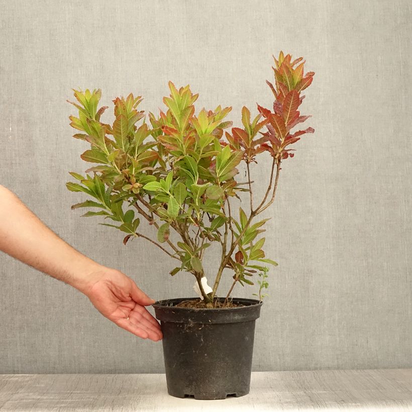 Exemplaar van Rhododendron mollis Koster's Brilliant Rood - Azalea mollis Pot van 4 l/5 l zoals geleverd in de zomer