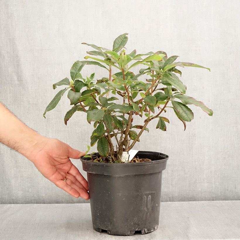 Exemplaar van Rhododendron knaphill Mary Poppins - Knaphill-azalea Pot van 4 l/5 l zoals geleverd in de herfst