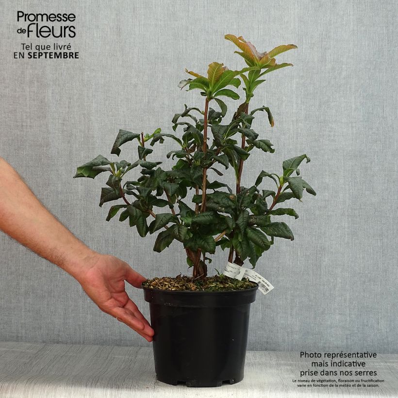 Exemplaar van Rhododendron knaphill Mary Poppins - Knaphill-azalea Pot van 4 l/5 l zoals geleverd in de zomer