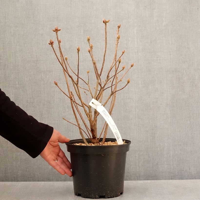 Exemplaar van Rhododendron knaphill Mary Poppins - Knaphill-azalea Pot van 4 l/5 l zoals geleverd in de lente