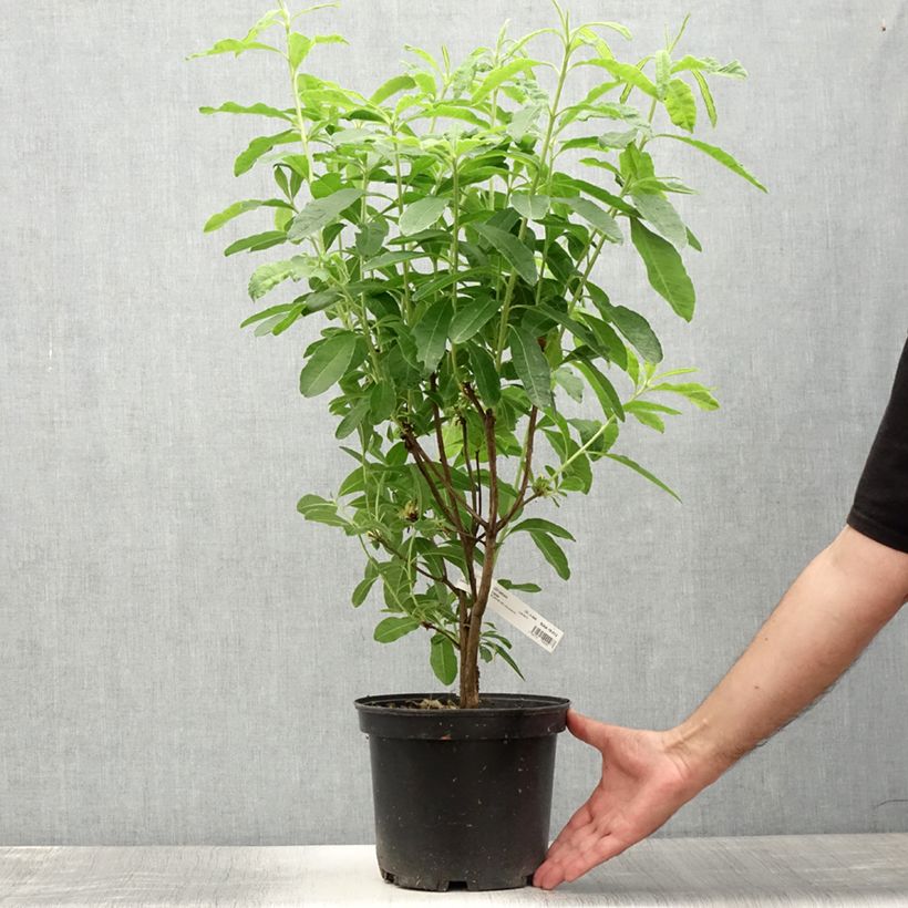 Exemplaar van Rhododendron Mount Rainier - Azalea mollis Pot van 4 l/5 l zoals geleverd in de zomer