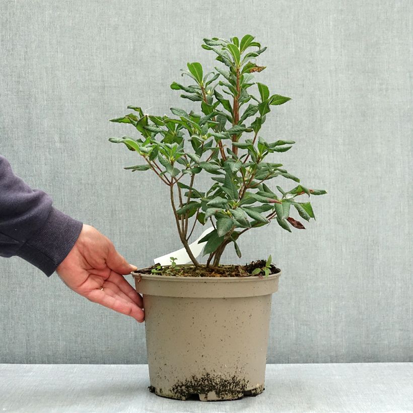 Exemplaar van Rhododendron luteum Narcissiflora - Azalea mollis Pot van 4 l/5 l zoals geleverd in de zomer