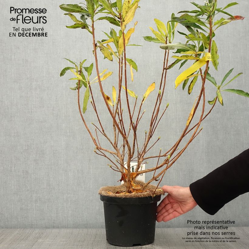 Exemplaar van Rhododendron luteum - Gele azalea Pot van 4 l/5 l zoals geleverd in de herfst