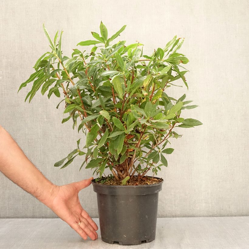 Exemplaar van Rhododendron luteum - Gele azalea Pot van 4 l/5 l zoals geleverd in de zomer