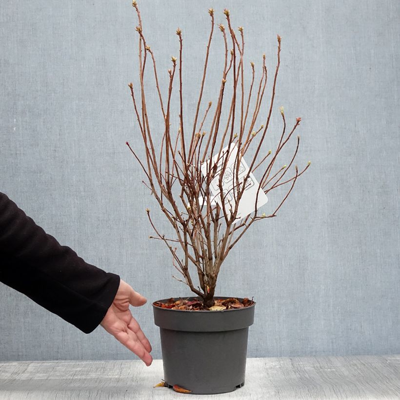 Exemplaar van Rhododendron viscosum Sommerduft - Azalea mollis Pot van 4 l/5 l zoals geleverd in de herfst