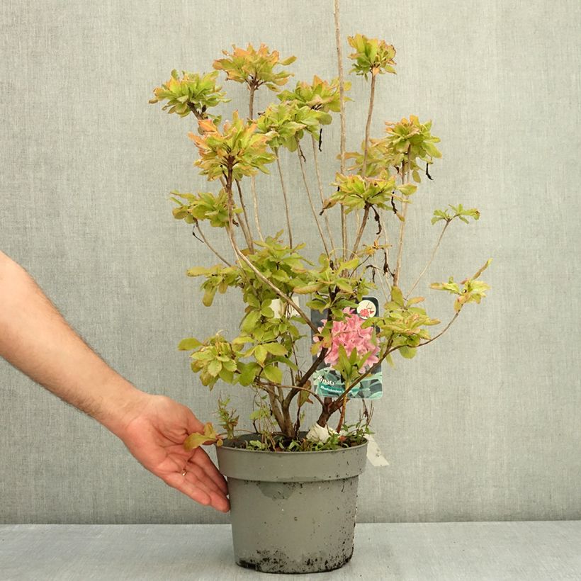 Exemplaar van Rhododendron viscosum Rosata - Azalea mollis Pot van 4 l/5 l zoals geleverd in de zomer