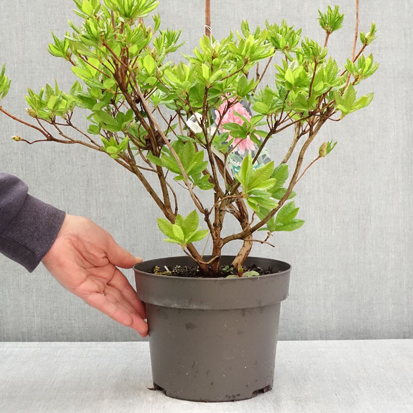 Exemplaar van Rhododendron viscosum Rosata - Azalea mollis Pot van 4 l/5 l zoals geleverd in de lente
