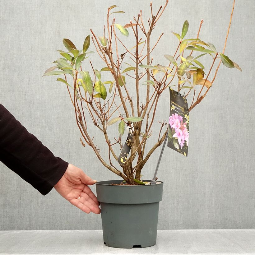 Exemplaar van Rhododendron Soir de Paris - Azalea mollis Pot van 4 l/5 l zoals geleverd in de herfst