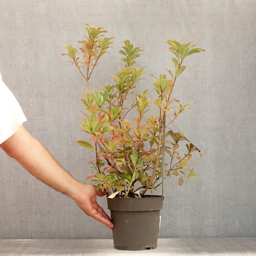 Exemplaar van Rhododendron Soir de Paris - Azalea mollis Pot van 4 l/5 l zoals geleverd in de zomer
