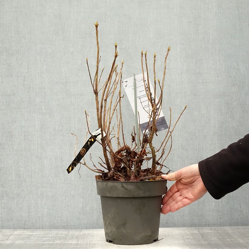 Exemplaar van Rhododendron austrinum - Azalea Pot van 4 l/5 l zoals geleverd in de herfst