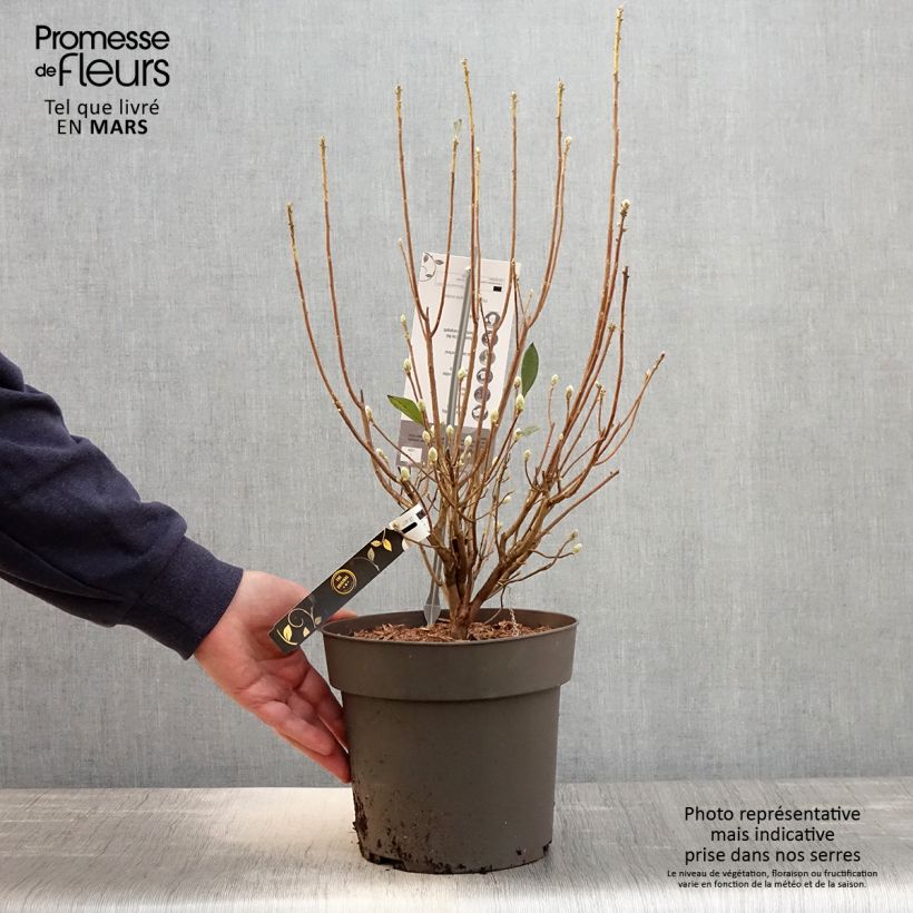 Exemplaar van Rhododendron austrinum - Azalea Pot van 4 l/5 l zoals geleverd in de lente