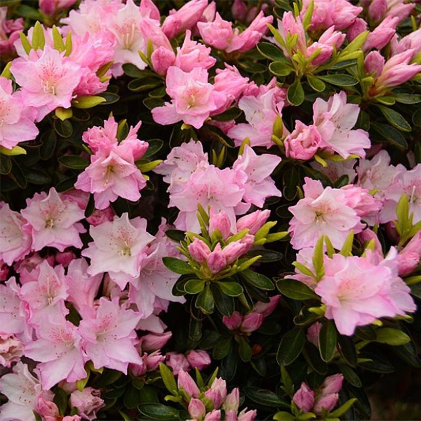 Rhododendron japonica Al's Picotee - Japanse azalea (Bloei)
