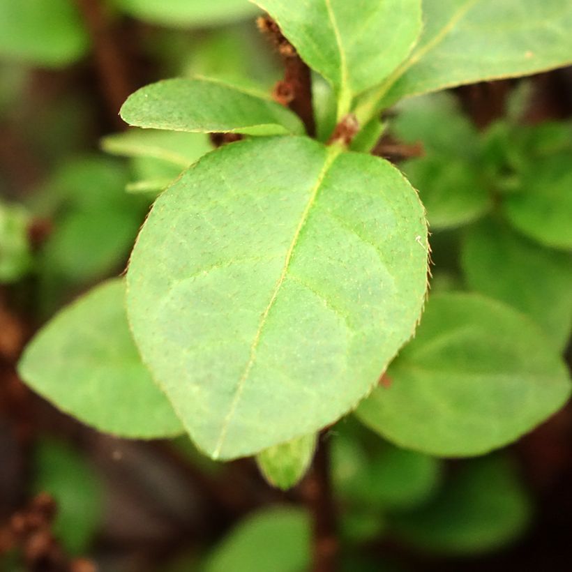Rhododendron Ardeur - Japanse azalea (Blad)