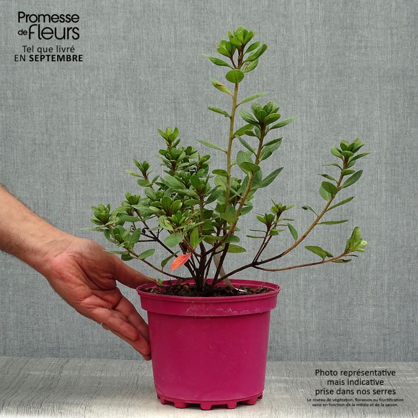Exemplaar van Rhododendron japonica Christina - Japanse azalea Pot van 2 l/3 l zoals geleverd in de herfst