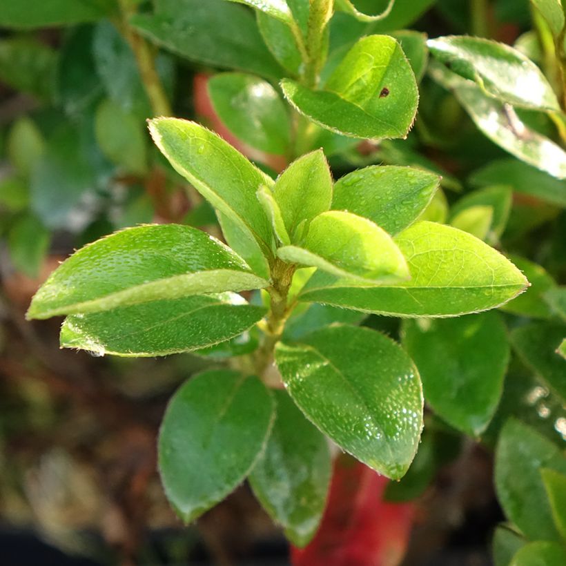Rhododendron japonica Elsie Lee - Japanse azalea (Blad)