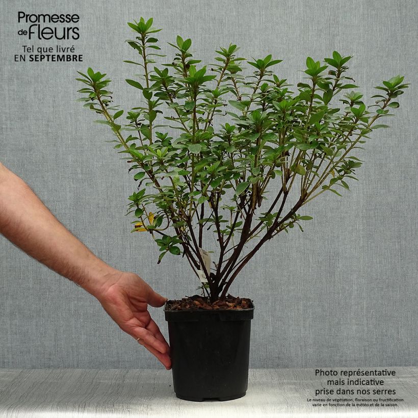 Exemplaar van Rhododendron kaempferi Eucharis - Japanse azalea Pot van 2 l/3 l zoals geleverd in de herfst
