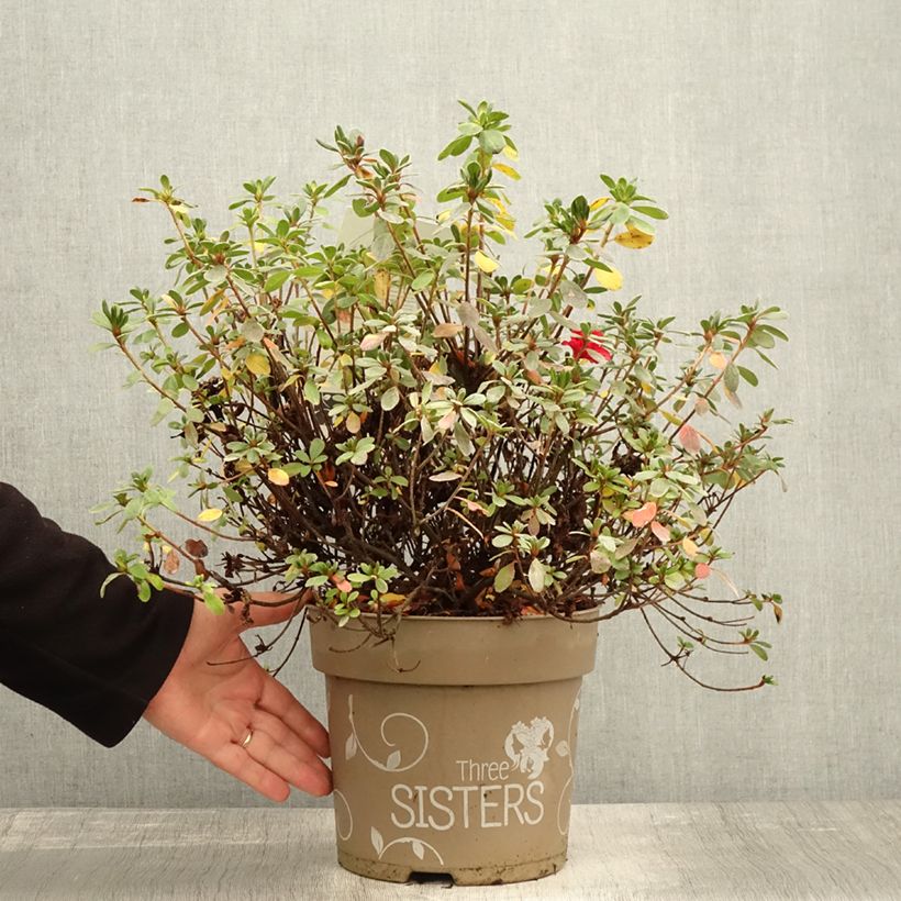 Exemplaar van Rhododendron Fairy Dreams Three Sisters - Japanse azalea Pot van 6 l/7 l zoals geleverd in de herfst