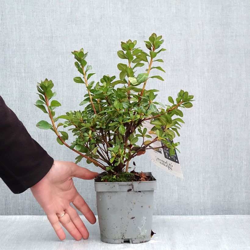 Exemplaar van Rhododendron Flash Dance Pink - Japanse azalea Pot van 2 l/3 l zoals geleverd in de herfst