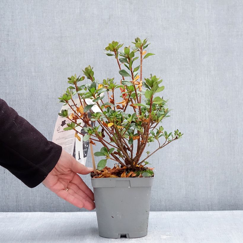 Exemplaar van Rhododendron Flash Dance Pink - Japanse azalea Pot van 2 l/3 l zoals geleverd in de winter