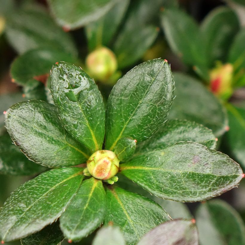 Rhododendron Flash Dance Salmon - Japanse azalea (Blad)
