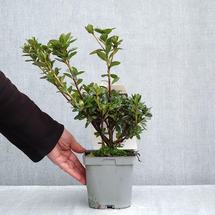 Exemplaar van Rhododendron Flash Dance Salmon - Japanse azalea Pot van 2 l/3 l zoals geleverd in de herfst