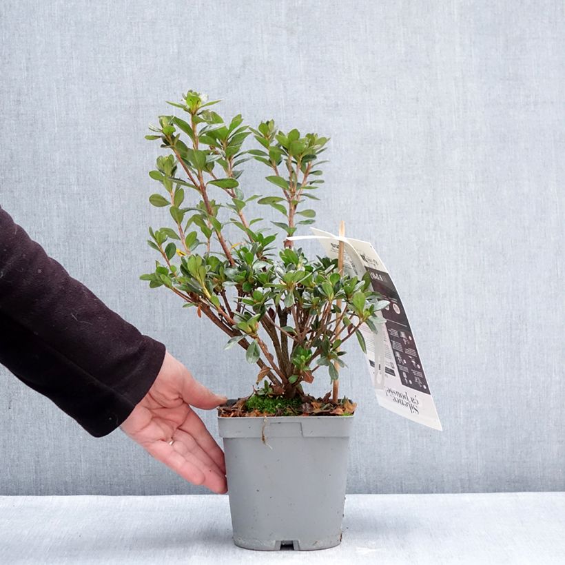 Exemplaar van Rhododendron Flash Dance Salmon - Japanse azalea Pot van 2 l/3 l zoals geleverd in de winter