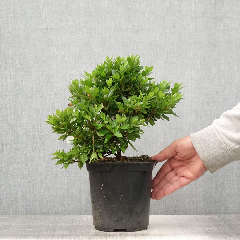 Exemplaar van Rhododendron japonica Kirin - Japanse azalea Pot van 2 l/3 l zoals geleverd in de zomer