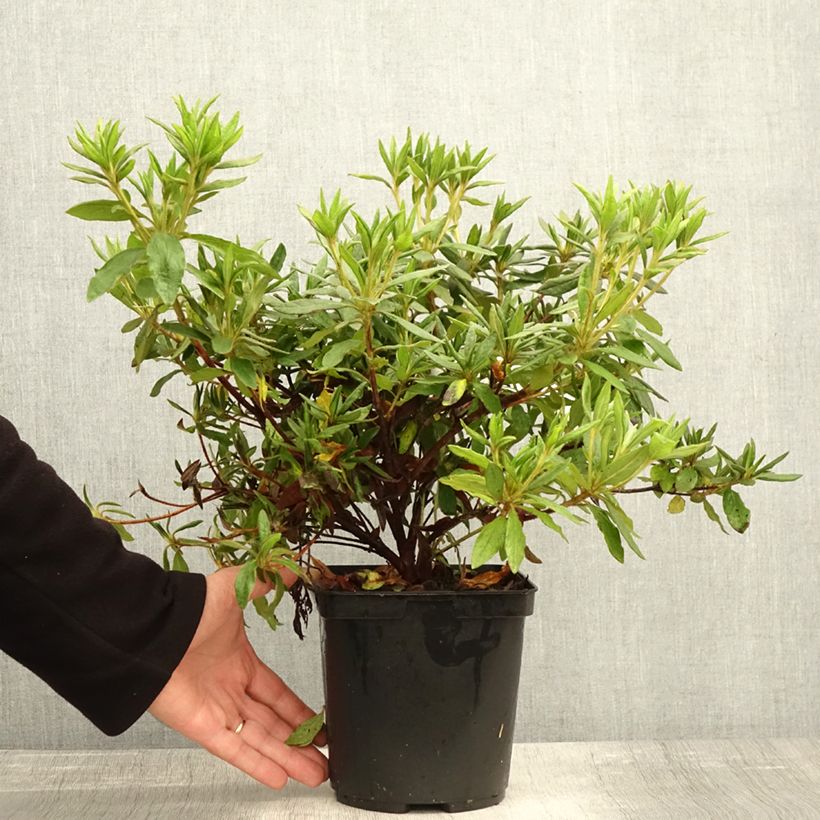 Exemplaar van Rhododendron macrosepalum Koromo Shikibu - Japanse azalea Pot van 2 l/3 l zoals geleverd in de herfst