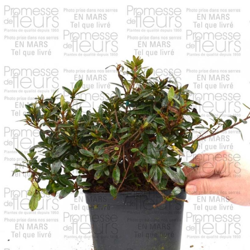 Voorbeeld van een exemplaar van Azalée du Japon Nakaharai Orange - Azalea japonica Pot de 2L/3L zoals geleverd