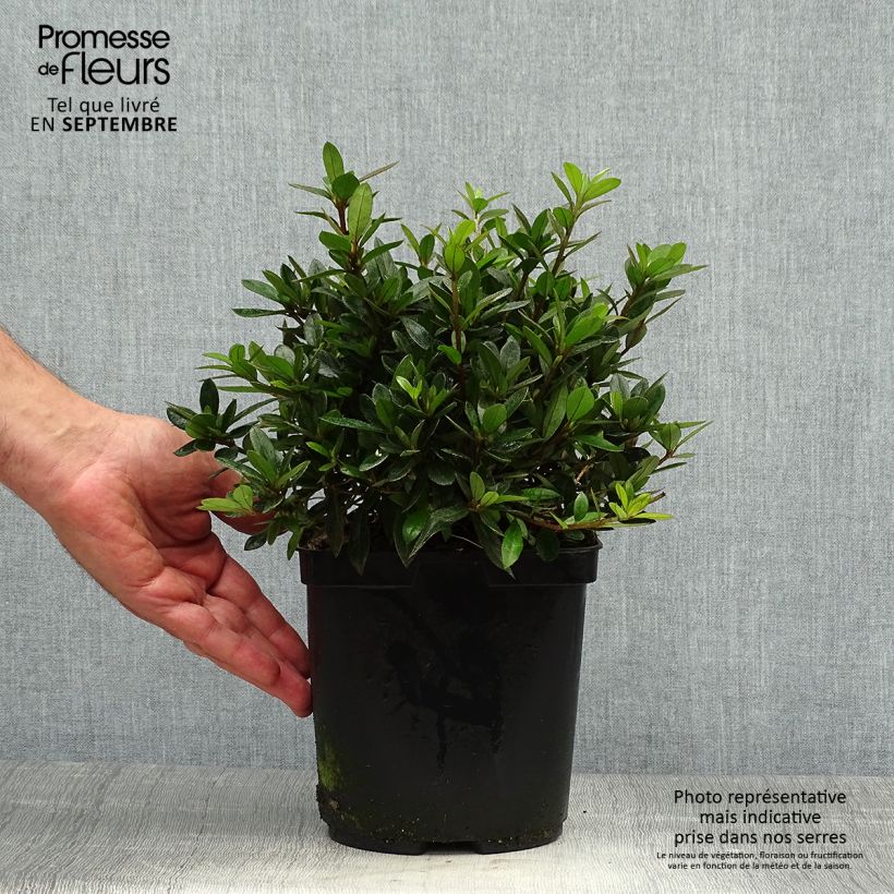 Exemplaar van Rhododendron japonica Nakaharai Oranje - Japanse azalea Pot van 2 l/3 l zoals geleverd in de herfst