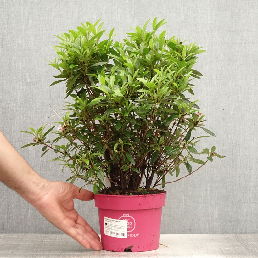 Exemplaar van Rhododendron obtusum Pink Spider - Japanse azalea Pot van 2 l/3 l zoals geleverd in de zomer