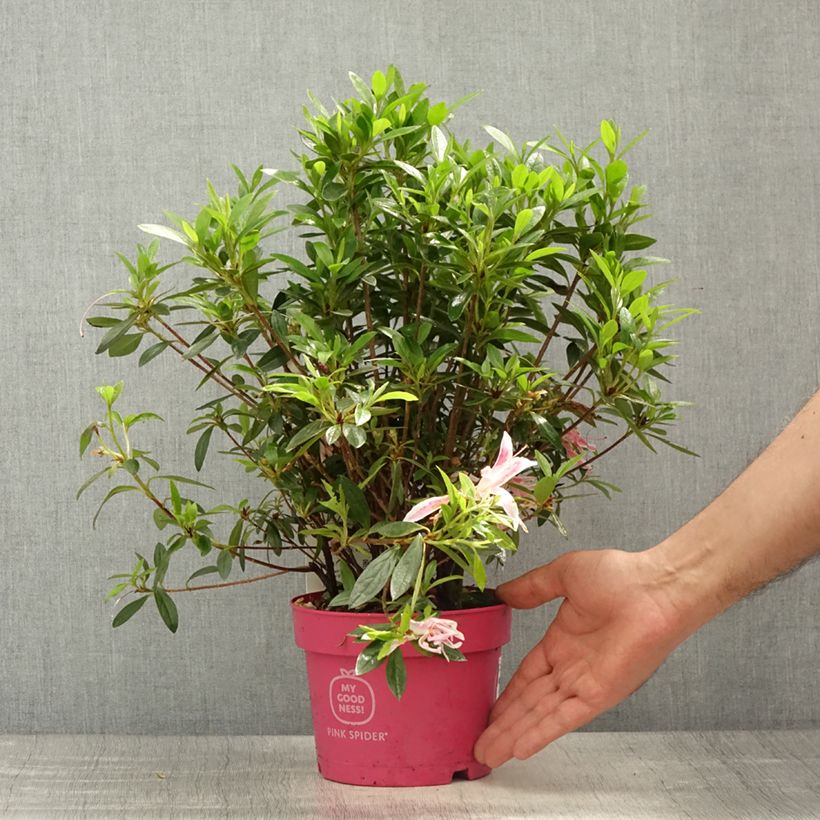 Exemplaar van Rhododendron obtusum Pink Spider - Japanse azalea Pot van 2 l/3 l zoals geleverd in de lente
