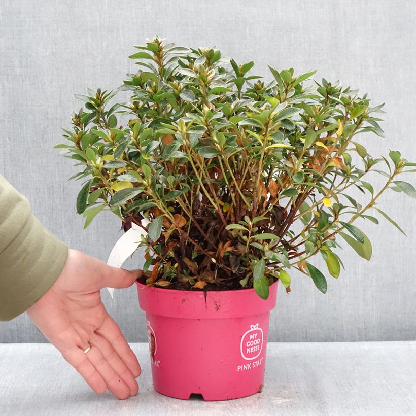 Exemplaar van Rhododendron Pink Star - Japanse azalea Pot van 2 l/3 l zoals geleverd in de winter