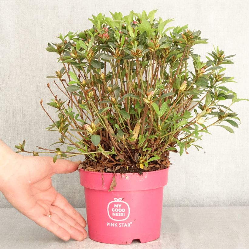 Exemplaar van Rhododendron Pink Star - Japanse azalea Pot van 2 l/3 l zoals geleverd in de lente