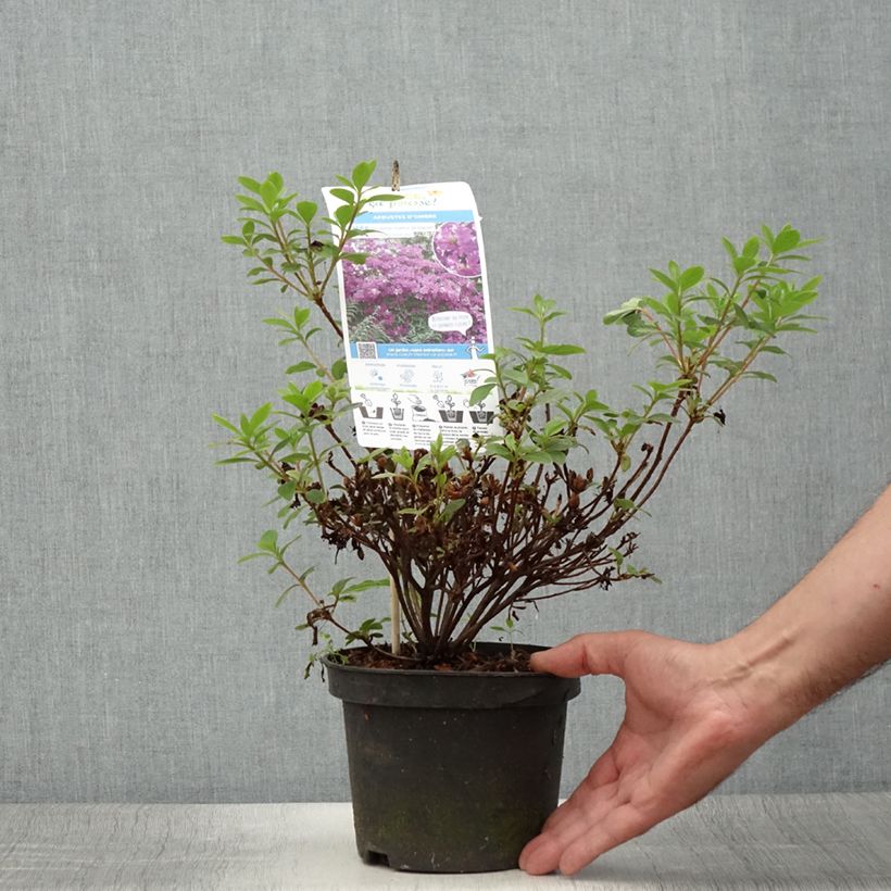 Exemplaar van Rhododendron knaphill Purple Splendor - Japanse azalea Pot van 2 l/3 l zoals geleverd in de zomer
