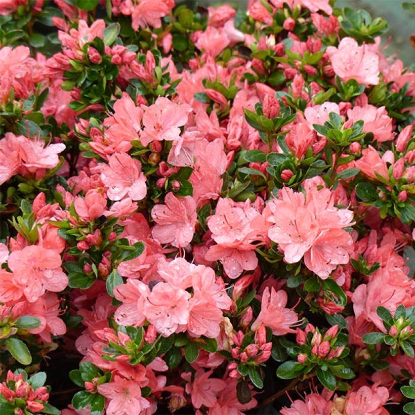 Rhododendron Rex - Japanse azalea (Bloei)
