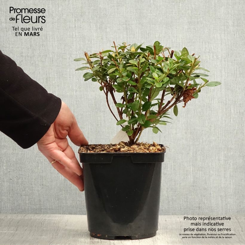 Exemplaar van Rhododendron knaphill Sachsenstern - Japanse azalea Pot van 3 l/4 l zoals geleverd in de lente