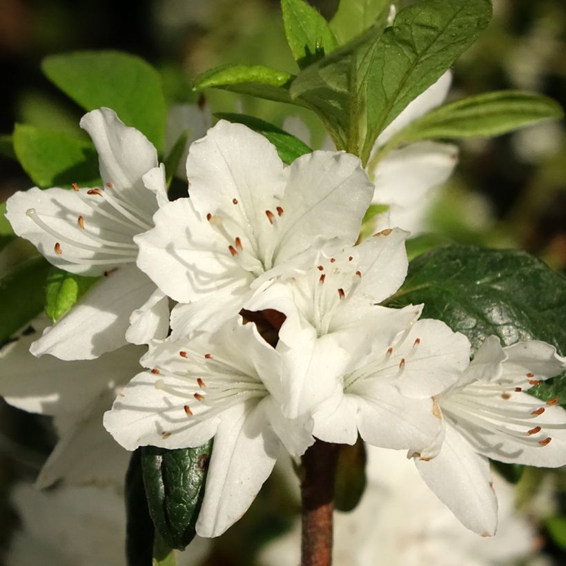 Rhododendron Schneewittchen - Japanse azalea (Bloei)