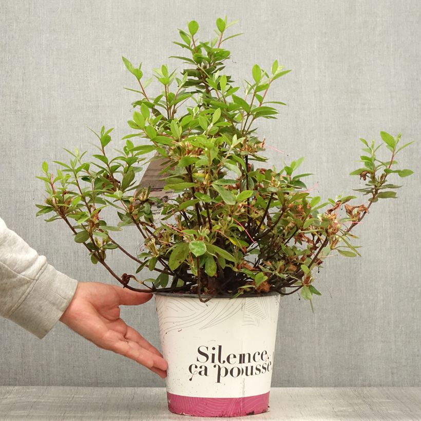 Exemplaar van Rhododendron japonica Vuyk's Rosyred - Japanse azalea Pot van 4 l/5 l zoals geleverd in de zomer