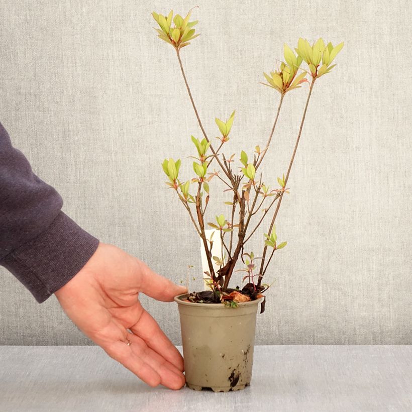 Exemplaar van Rhododendron japonica Vuyk's Rosyred - Japanse azalea Kweekpotje van 8/9 cm zoals geleverd in de lente