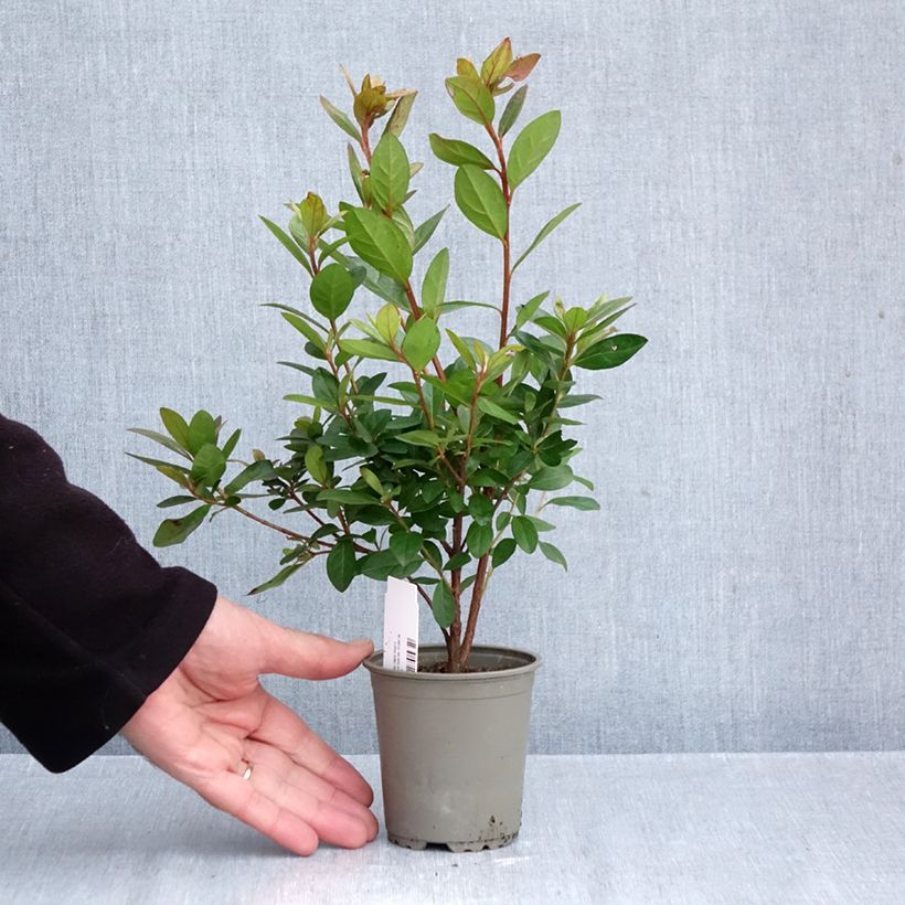Exemplaar van Rhododendron japonica Vuyk's Scarlet - Japanse azalea Kweekpotje van 8/9 cm zoals geleverd in de herfst