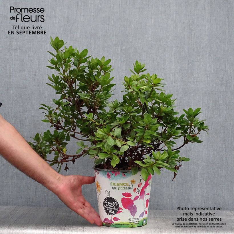Exemplaar van Rhododendron japonica Vuyk's Scarlet - Japanse azalea Pot van 4 l/5 l zoals geleverd in de herfst
